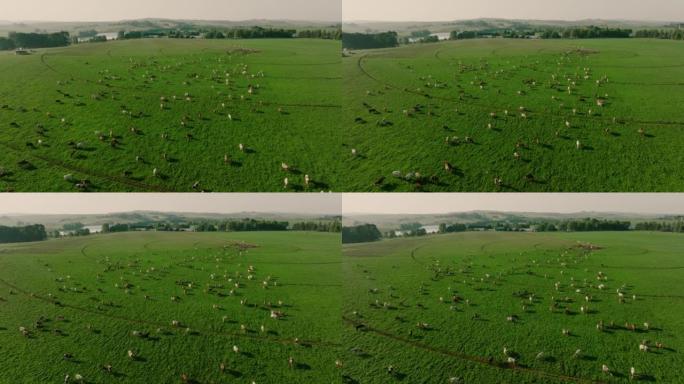 在美丽的绿色牧场上放牧的一大群艾尔郡奶牛的空中飞行。负责温室气体排放的牲畜为气候变化做出了贡献