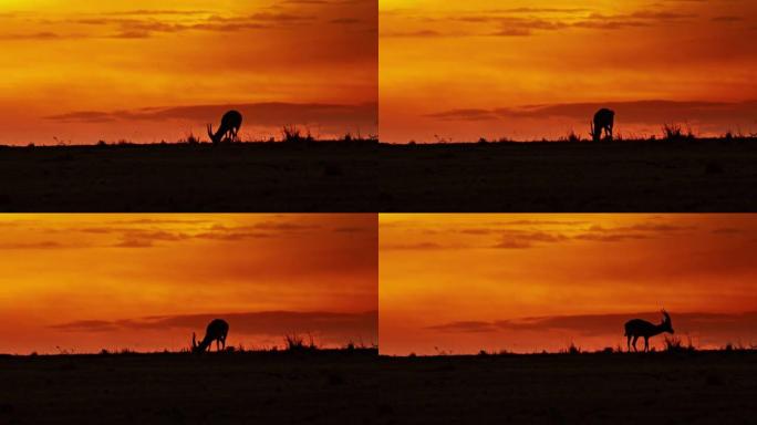 非洲的日出和日落与羚羊