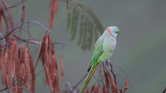 野生红领绿鹦鹉的头部特征