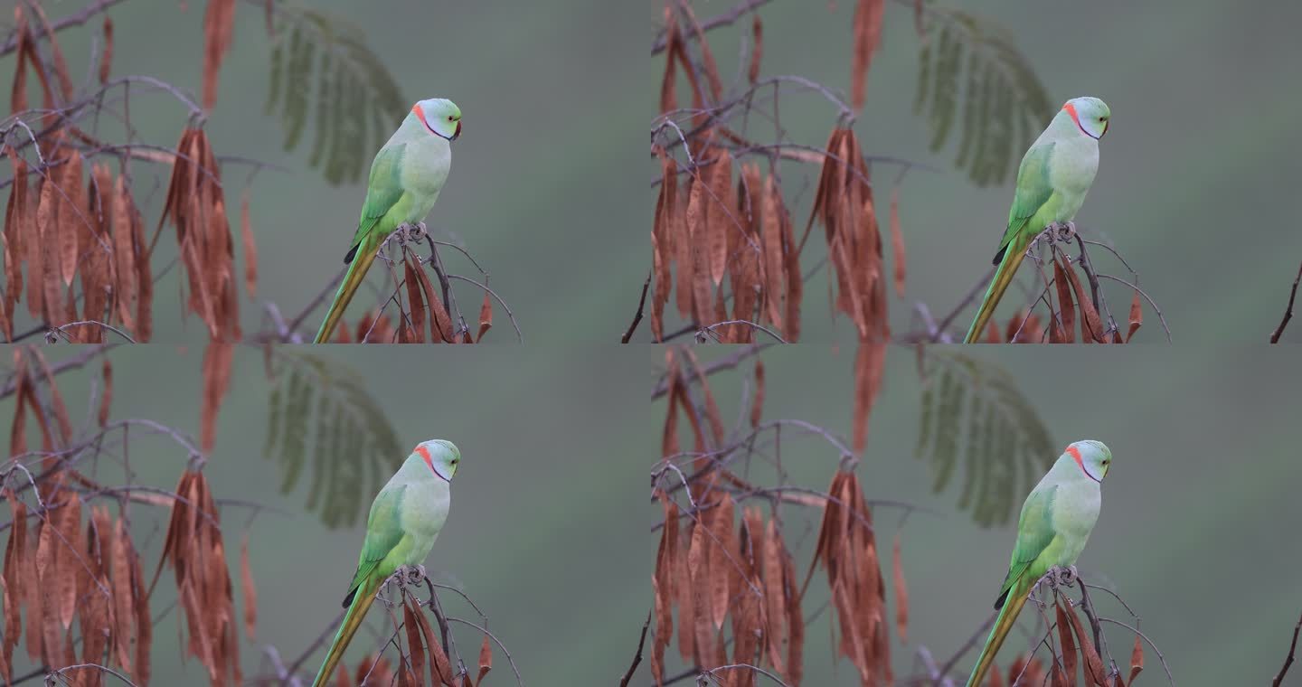 野生红领绿鹦鹉的头部特征