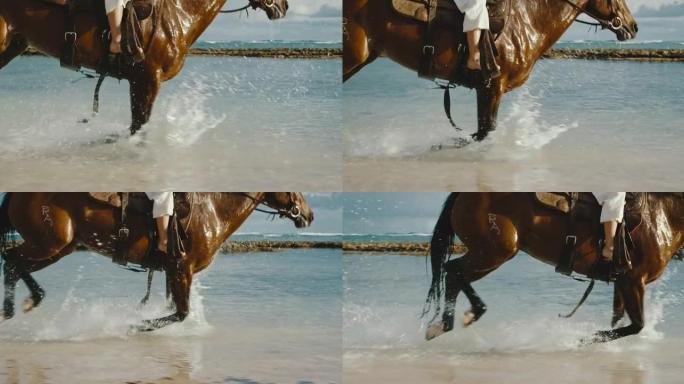 马在水中奔跑