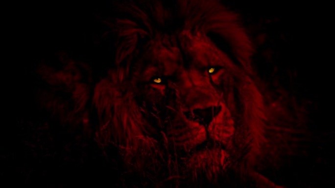狮子用火红的眼睛抽象地看着红色