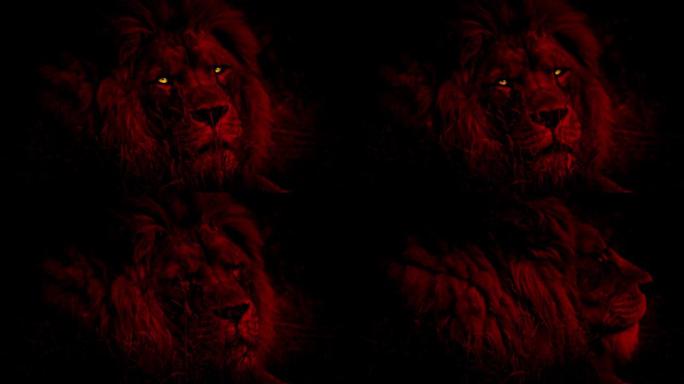 狮子用火红的眼睛抽象地看着红色