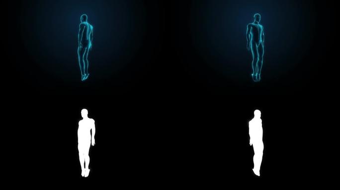 旋转人体肌肉系统，蓝色x光。4k动画。