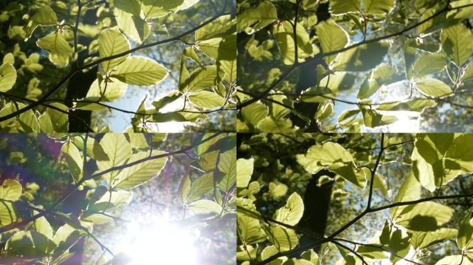 自下而上，镜头耀斑: 阳光透过摇曳的年轻绿色山毛榉叶子