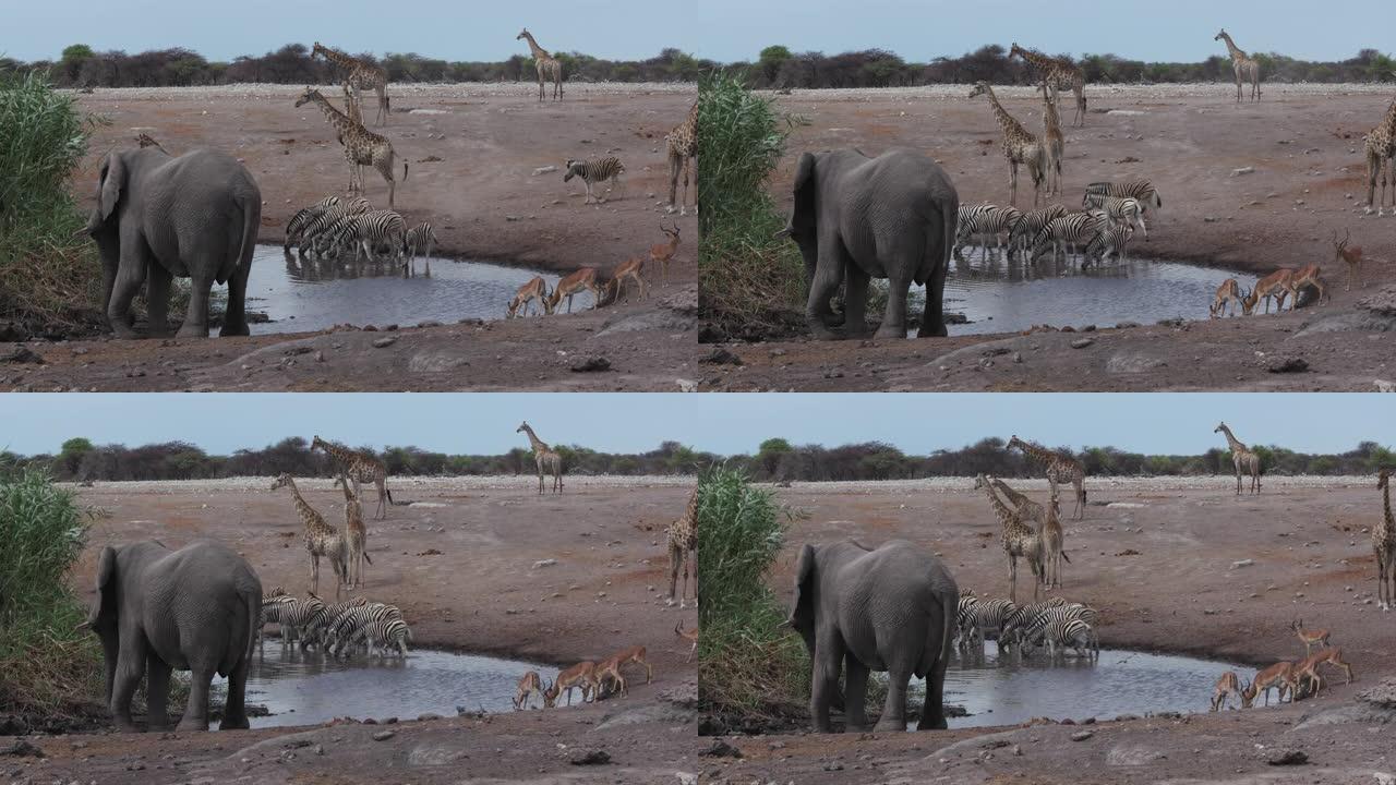 在纳米比亚埃托沙国家公园的水坑中，包括斑马，黑斑羚，长颈鹿和大象在内的各种动物群的特写镜头