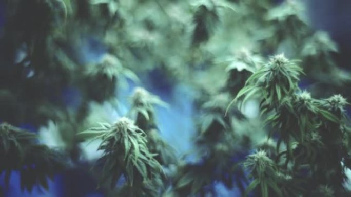 大麻花大麻特写大麻叶子植物