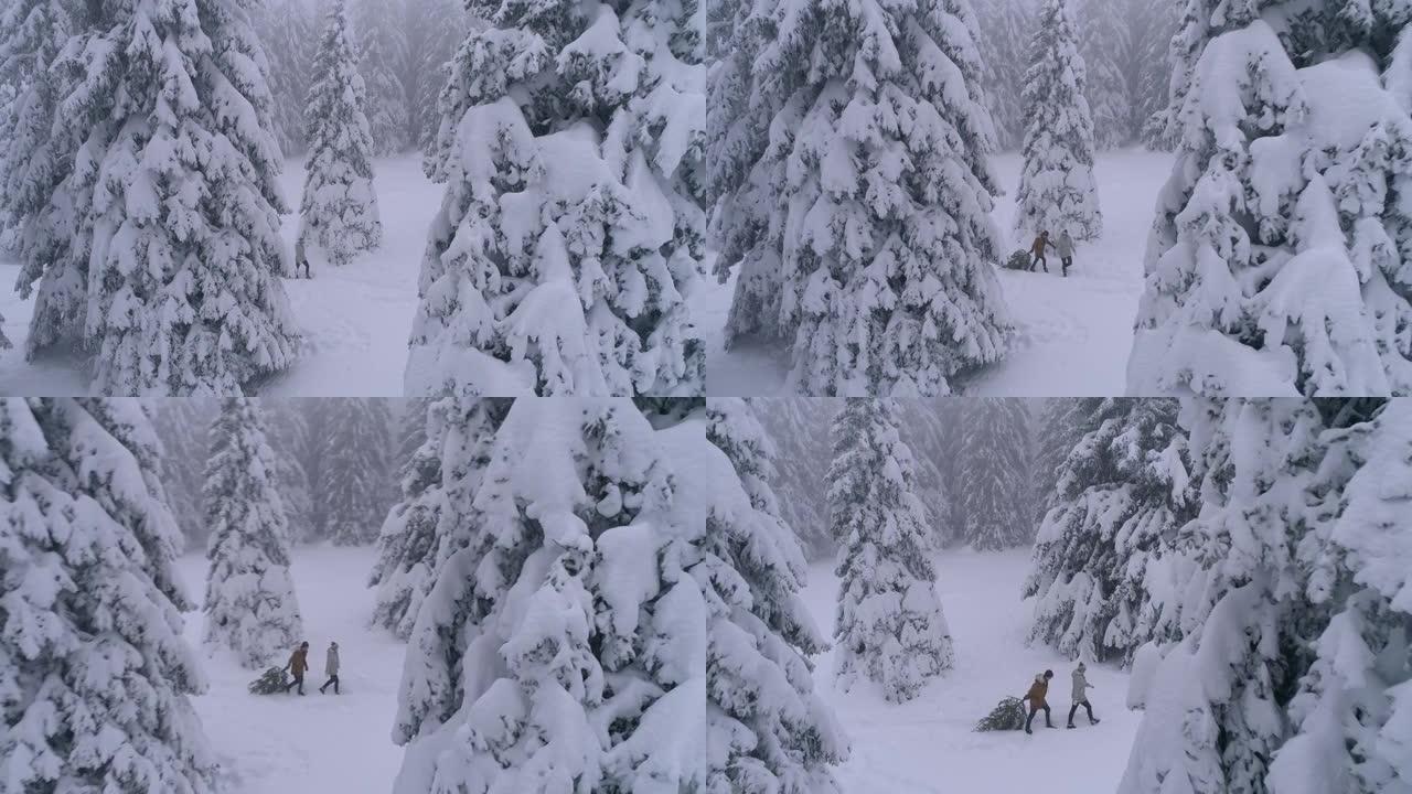 夫妇在圣诞节在雪地里拉树枝