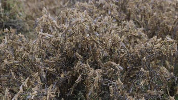 特写。与全球变暖，气候变化，气候紧急情况有关的非洲数百万只蝗虫蜂群使农作物大量减少