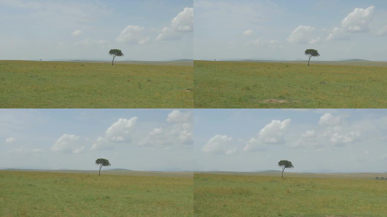 空中: 地平线上的孤独树