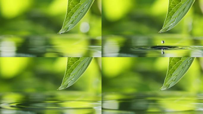 清澈的水在一片绿叶上滚动，落入水中形成涟漪。池塘上湿绿色的新鲜叶子。雨后自然。微距拍摄