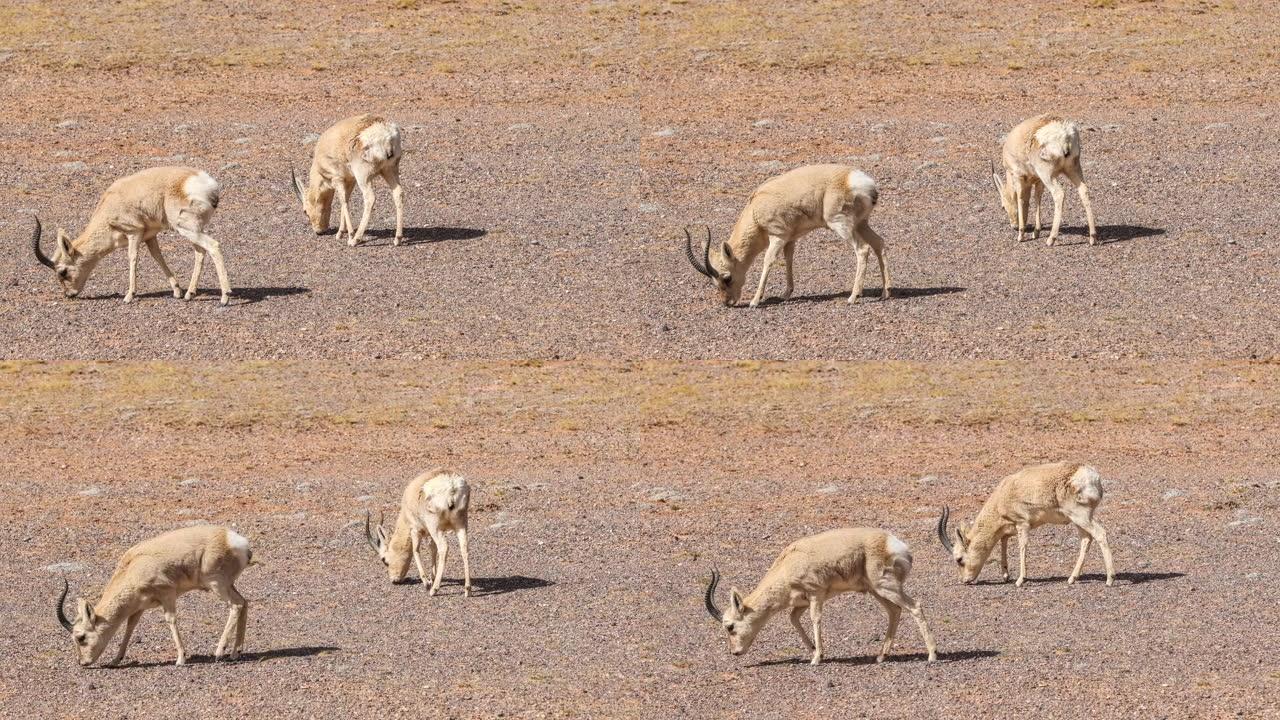 藏族瞪羚在青藏高原的荒原上漫游