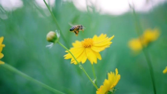 蜜蜂正在黄花上收集花蜜