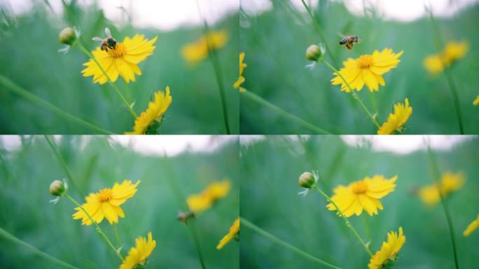 蜜蜂正在黄花上收集花蜜