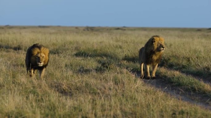 缓慢的moiton特写镜头两只宏伟的雄狮在非洲萨凡纳草原上走向相机