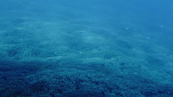 南部岛屿上的珊瑚礁和一群鱼