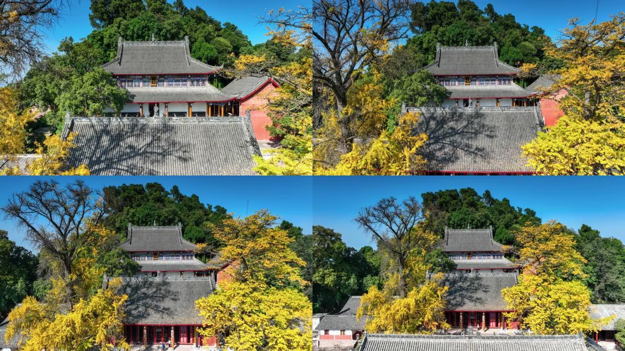 寺内银杏树呈黄色泛黄的银杏叶成都郊区秋天