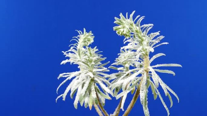 白雪皑皑的热带植物移动合成蓝屏