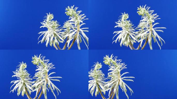 白雪皑皑的热带植物移动合成蓝屏