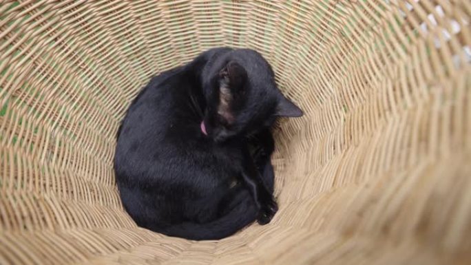 黑猫在篮子里舔自己