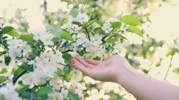 触摸春天的花朵苹果树小白花树枝