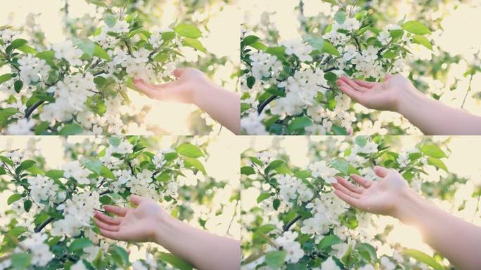 触摸春天的花朵苹果树小白花树枝