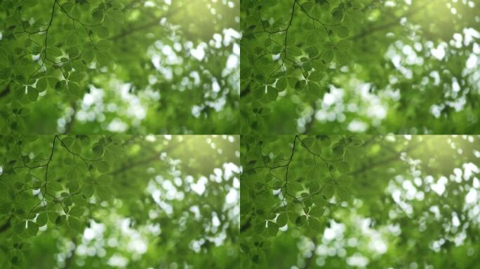 风和文字空间的背景绿叶。绿色夏季抽象背景。4K
