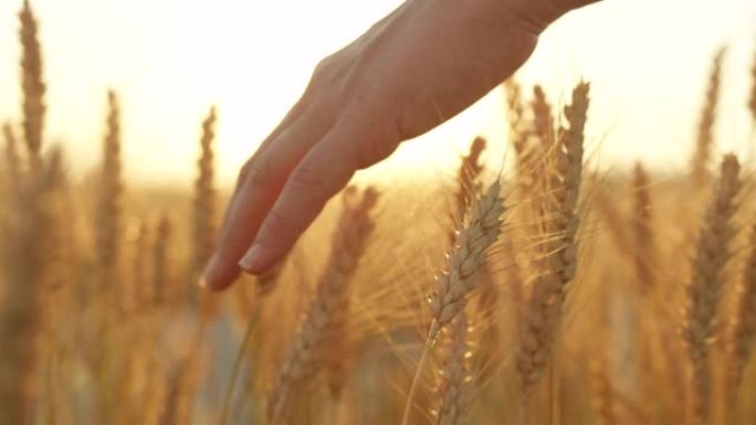 特写:一个无忧无虑的女人在阳光明媚的夜晚沿着田野走着，抚摸着黑麦。
