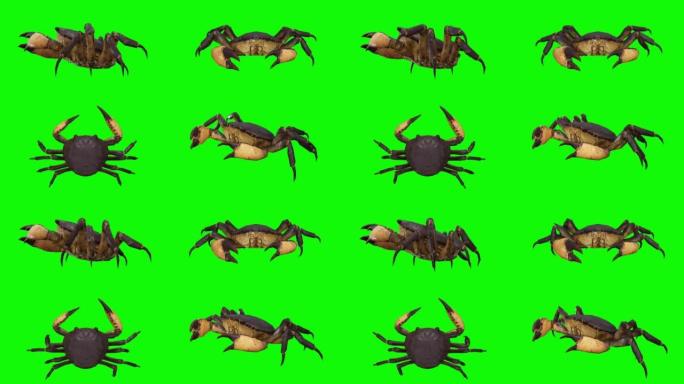 在绿色屏幕上运行螃蟹。动物的概念，野生动物，游戏，返校，3d动画，短视频，电影，卡通，有机，色键，人