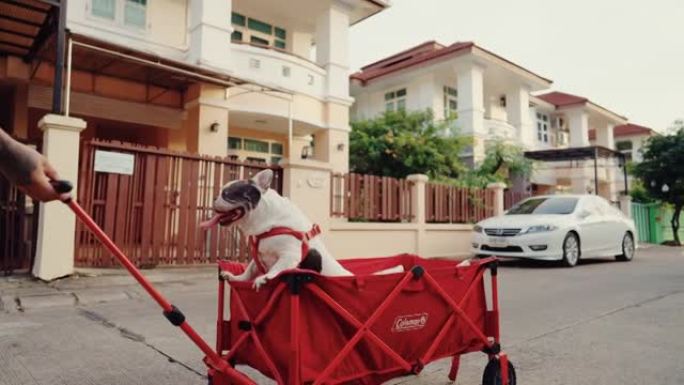 带着法国斗牛犬的快乐男人。