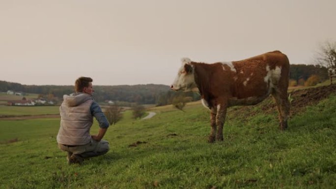 SLO MO Farmer站在牧场上的一头母牛旁边时望着远处的某个地方