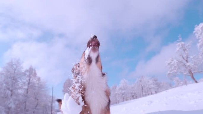 慢动作: 可爱的棕色狗捕捉飞雪球的可爱的冬季时刻