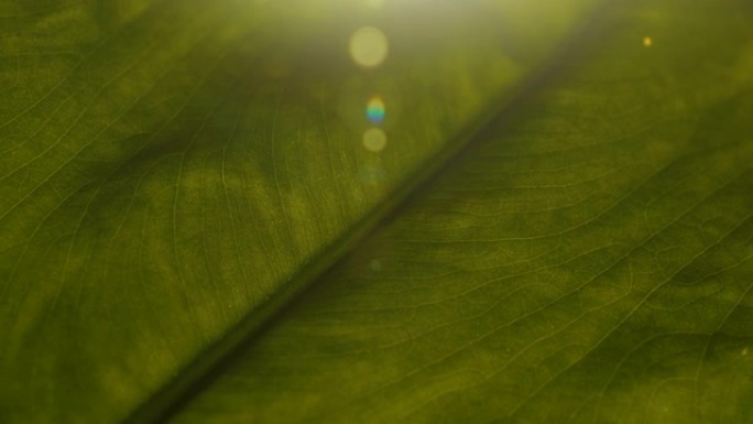 镜头耀斑，宏观: 在充满活力的绿叶上可见害虫侵扰的迹象