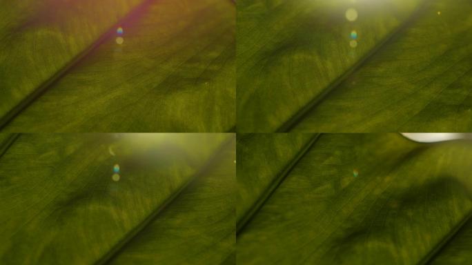 镜头耀斑，宏观: 在充满活力的绿叶上可见害虫侵扰的迹象
