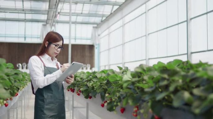 女性农民使用数字平板电脑监控温室上的生菜田