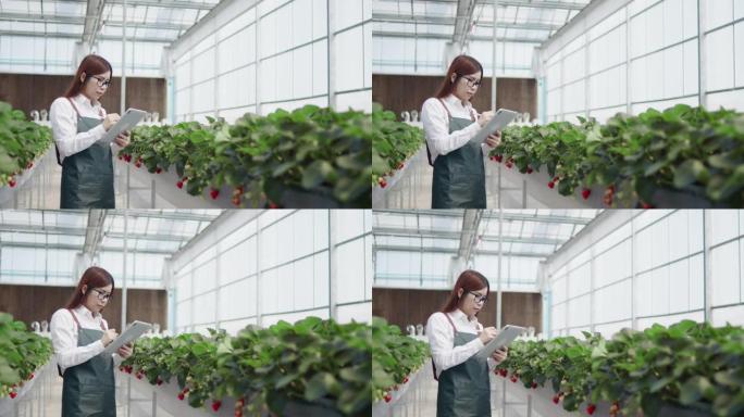 女性农民使用数字平板电脑监控温室上的生菜田