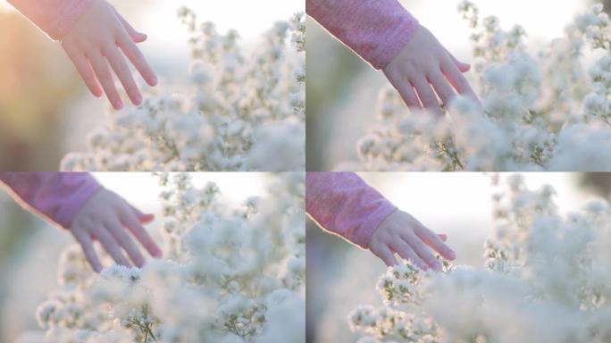 SLO MO美女手触摸日落的花朵