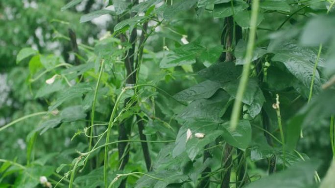 豇豆植物豇豆植物种植农业下雨