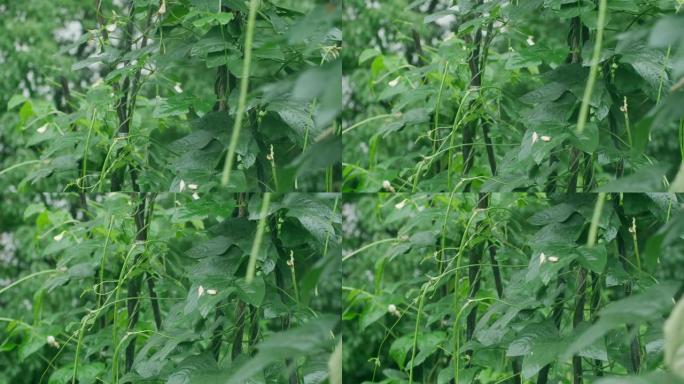 豇豆植物豇豆植物种植农业下雨