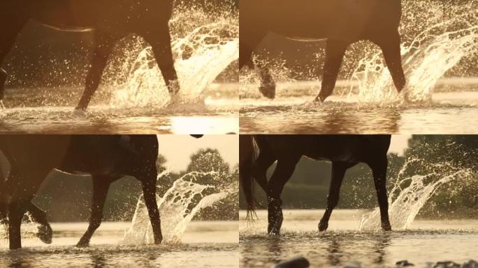 特写: 马踢起来，在穿过溪流时溅起玻璃状的水。