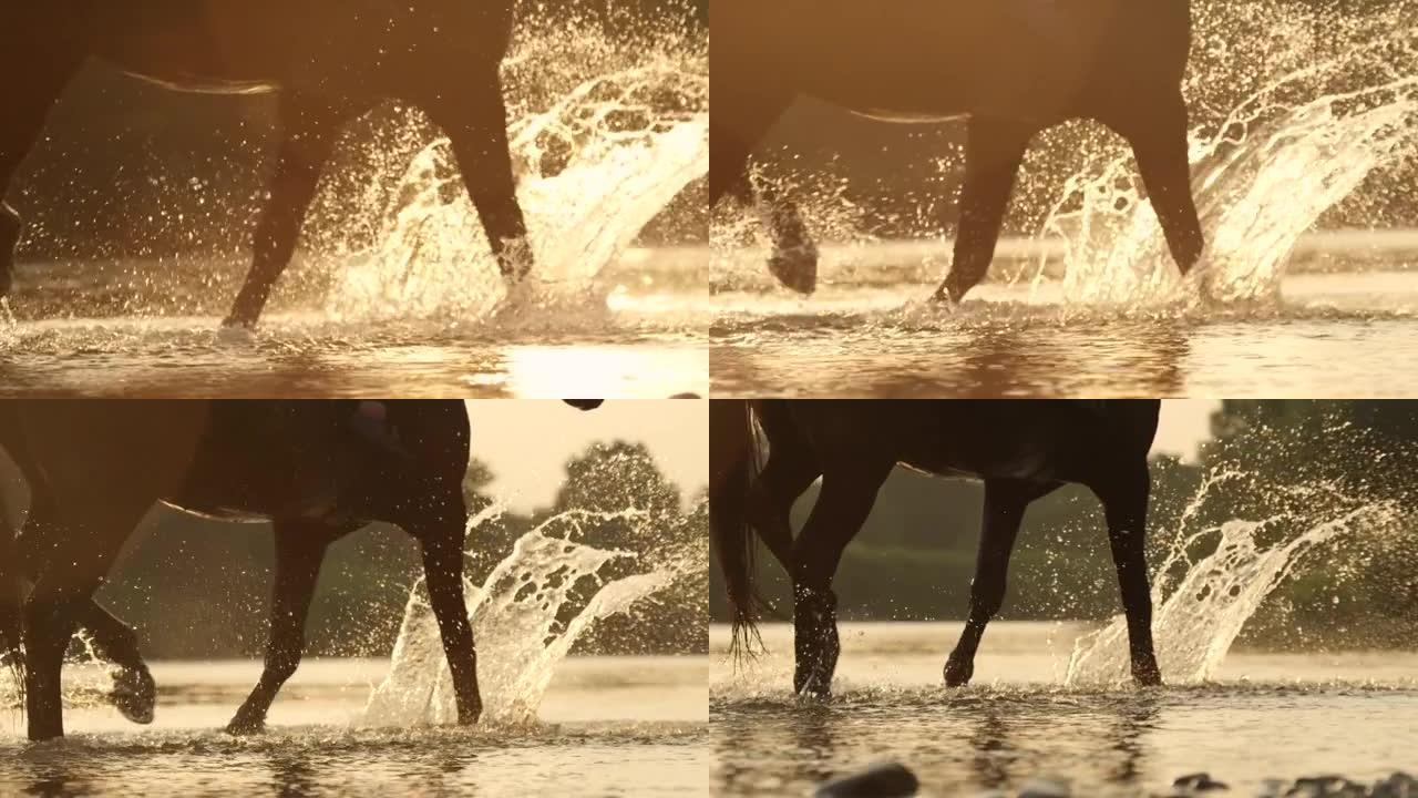 特写: 马踢起来，在穿过溪流时溅起玻璃状的水。