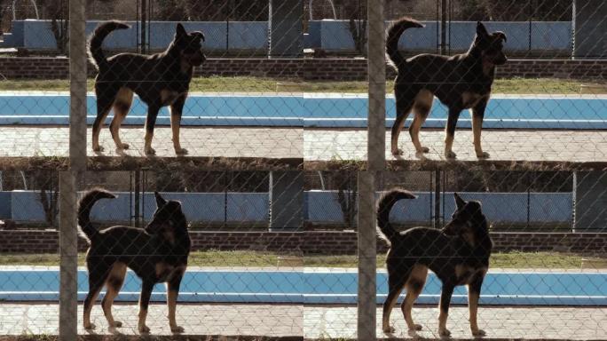 带游泳池的物业的栅栏后面的看门狗。放大。
