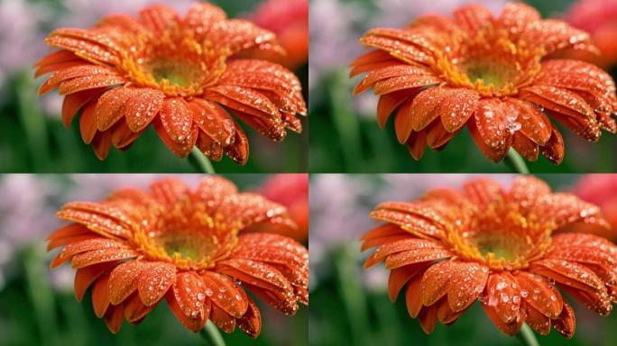 橙色非洲菊的宏观拍摄。水滴从上面落到花的花瓣上。慢动作镜头