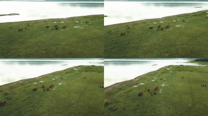 空中放牧奶牛大草原航拍风吹草低见牛羊