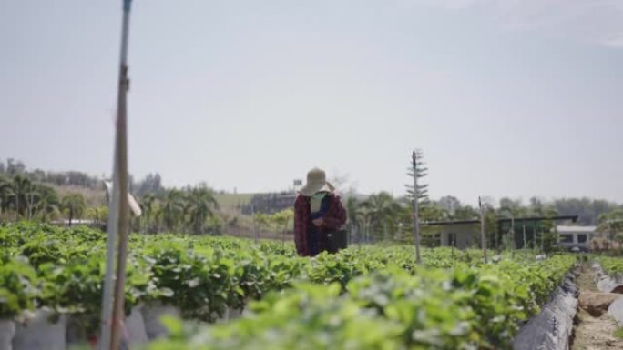 在田间采摘草莓的亚洲妇女。