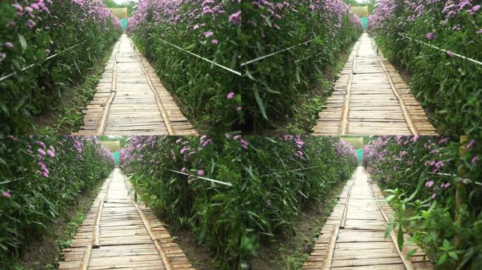 紫色花园走廊玛格丽特花田