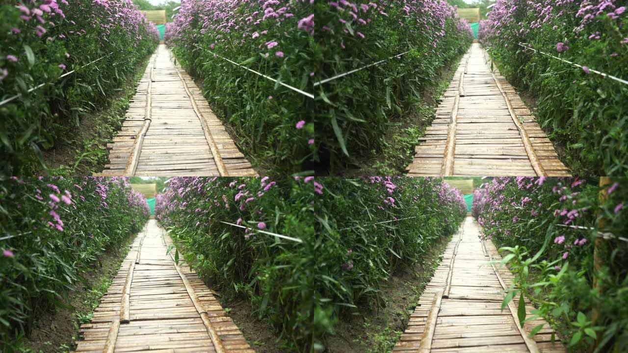 紫色花园走廊玛格丽特花田