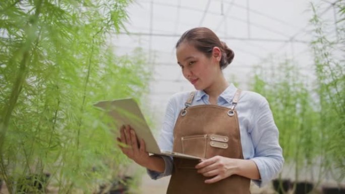 农民在充满草药大麻植物的室内温室苗圃中检查植物