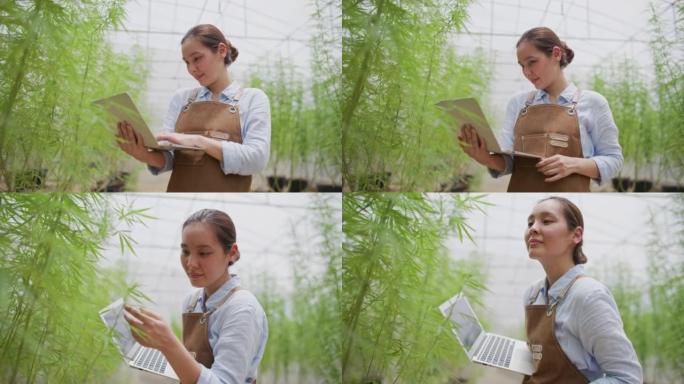 农民在充满草药大麻植物的室内温室苗圃中检查植物