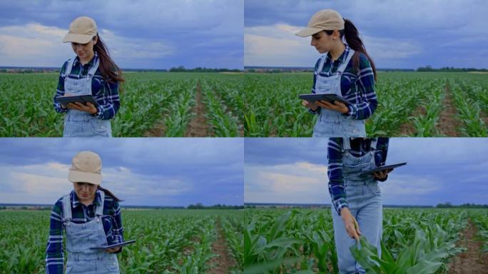 留着棕色长发，帽子和工作服的农夫妇女走过农业玉米地，低头看着她的数字平板电脑，抚摸着玉米植物的叶子
